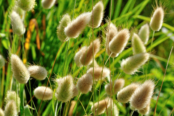 Lagures dans le Jardin du Toucher Textures et graphisme dans un jardin