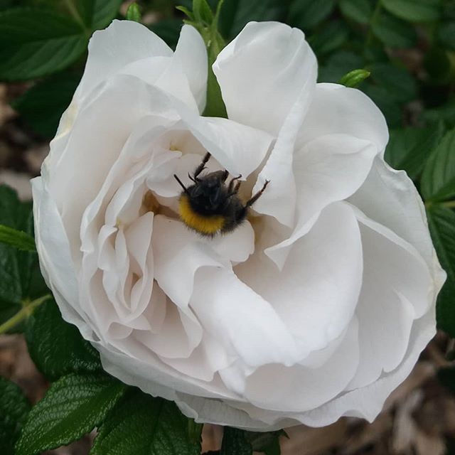 Une abeille butine une rosedu Jardin des Cinq Sens à Yvoire