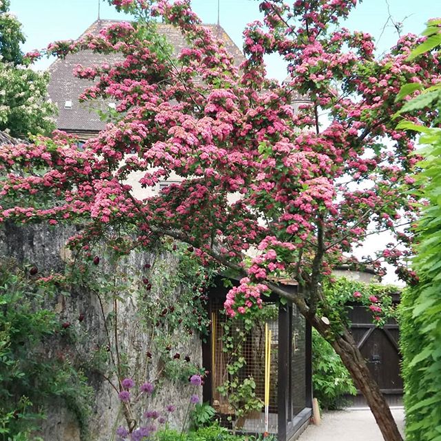 Aubépine en fleurs dans le Jardin des Cinq Sens - Yvoire