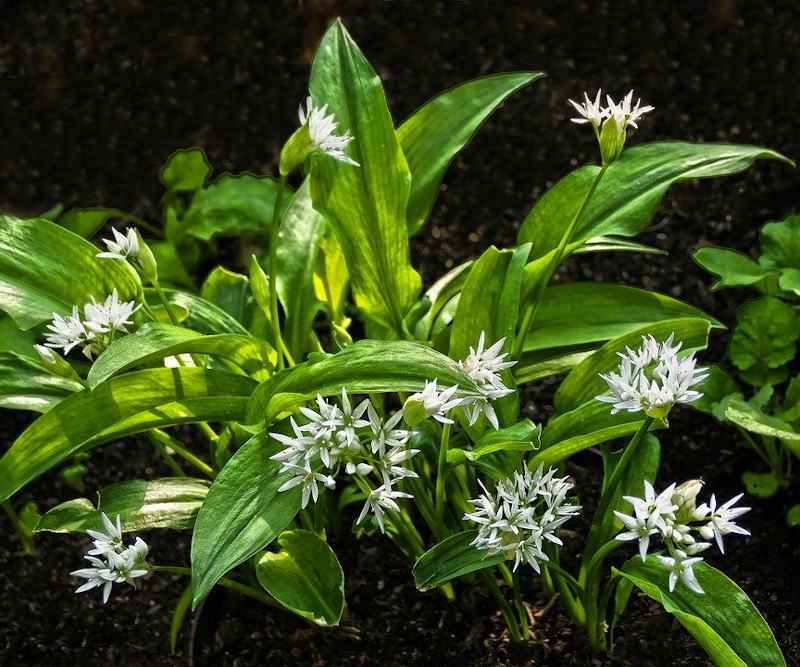 Bear Garlic