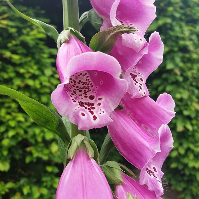 Digitale dans le Jardin des Cinq Sens d'Yvoire