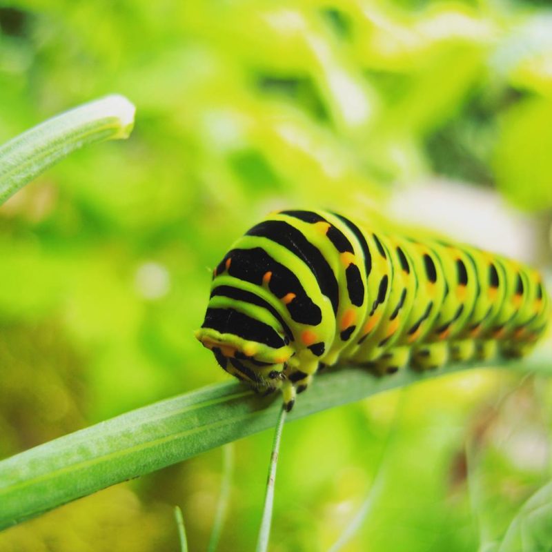 Chenille dans le Jardin des Cinq Sens - Yvoire