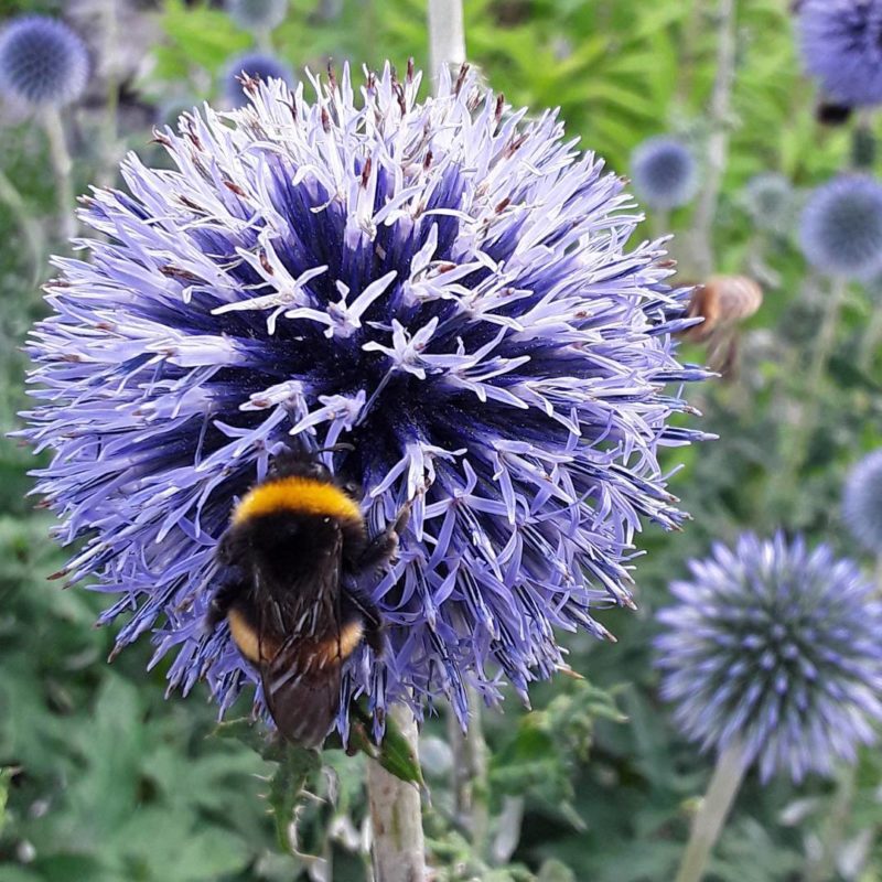 Echinops ritro dans le Jardin des Cinq Sens- Yvoire