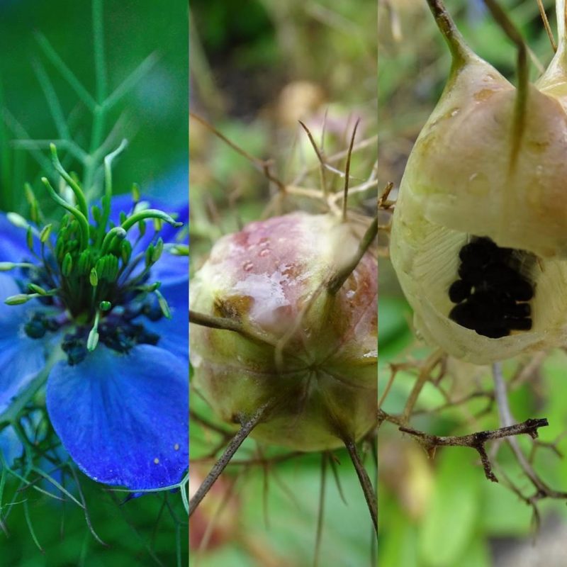 Nigelle de Damas dans le Jardin des Cinq Sens - Yvoire