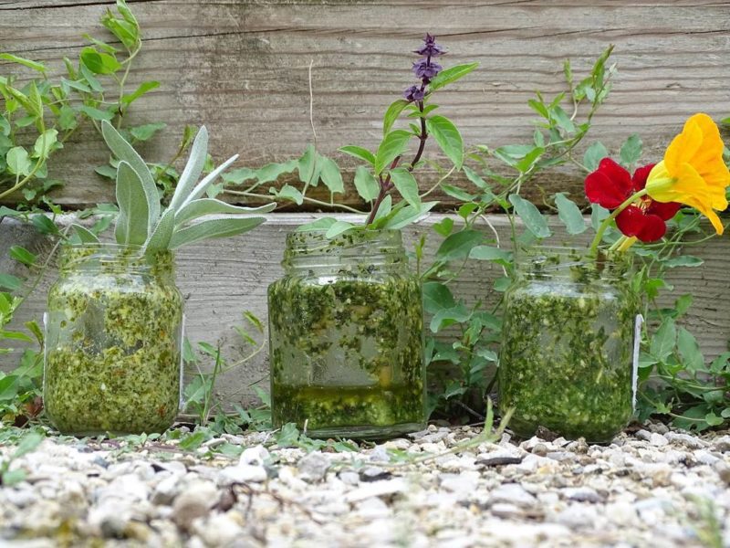 Pestos maison au Jardin des Cinq Sens - Yvoire