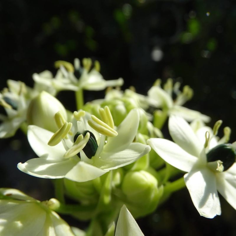 Ornithogalum d'arabie dans le Jardin des Cinq Sens - Yvoire