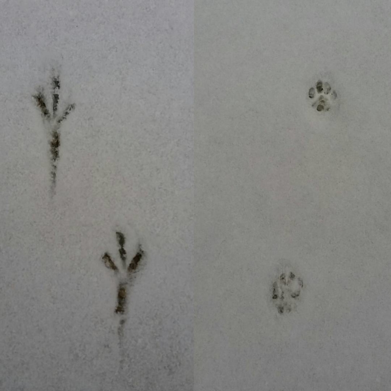 Traces d'animaux dans le jardin des Cinq Sens enneigé - Yvoire