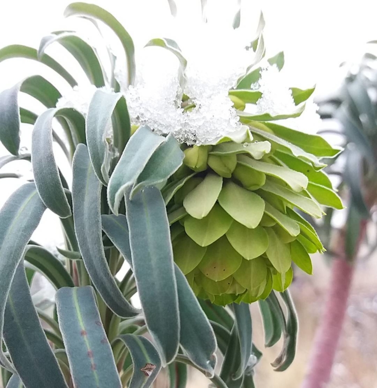 Hiver au Jardin des Cinq Sens à Yvoire