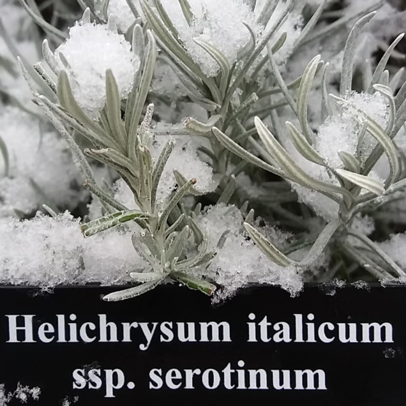 Helichrysum dans le Jardin des Cinq Sens - Yvoire