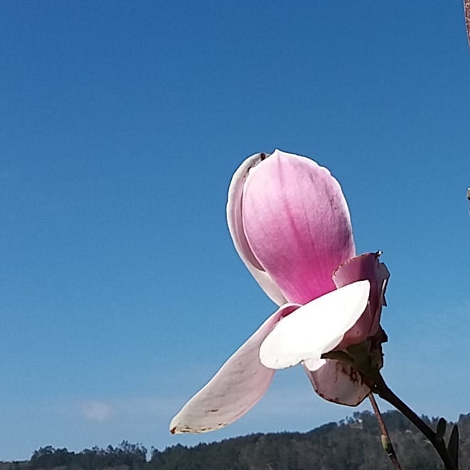 C'est le printemps pour le magnolia ! Le Jardin des Cinq Sens - Yvoire