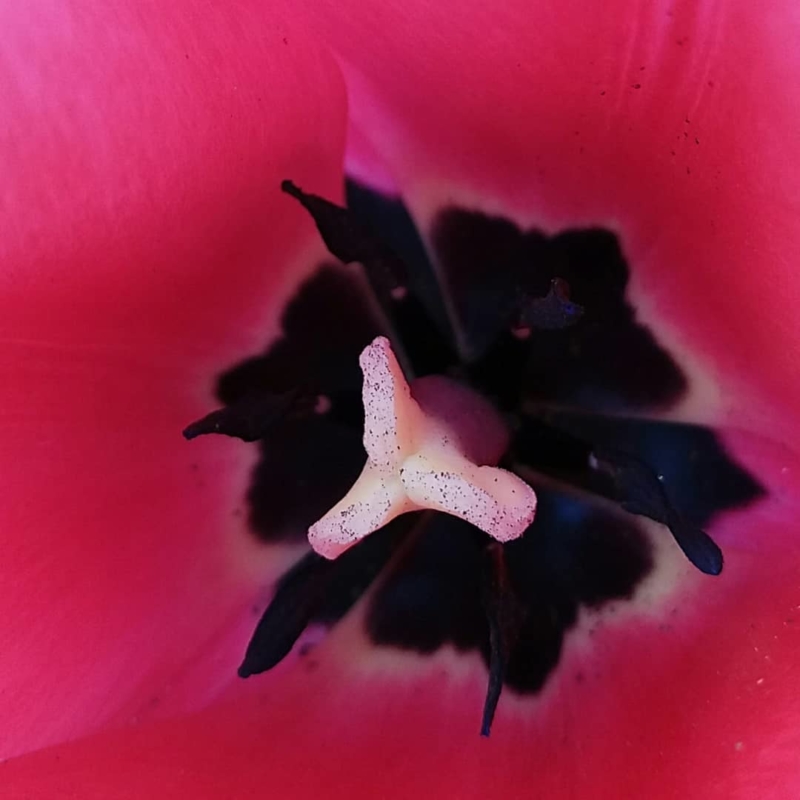 Tulipe dans le Jardin des Cinq Sens - Yvoire