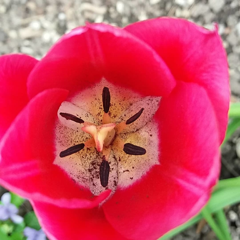 Tulipe dans le Jardin des Cinq Sens - Yvoire