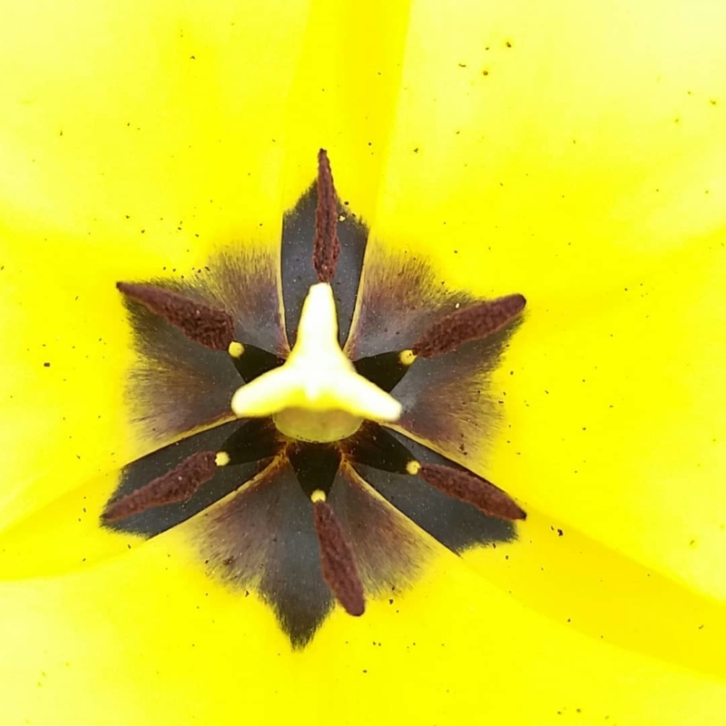Tulipe dans le Jardin des Cinq Sens - Yvoire