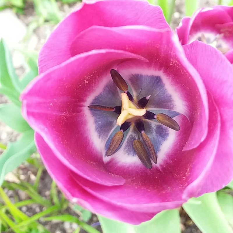 Tulipe dans le Jardin des Cinq Sens - Yvoire