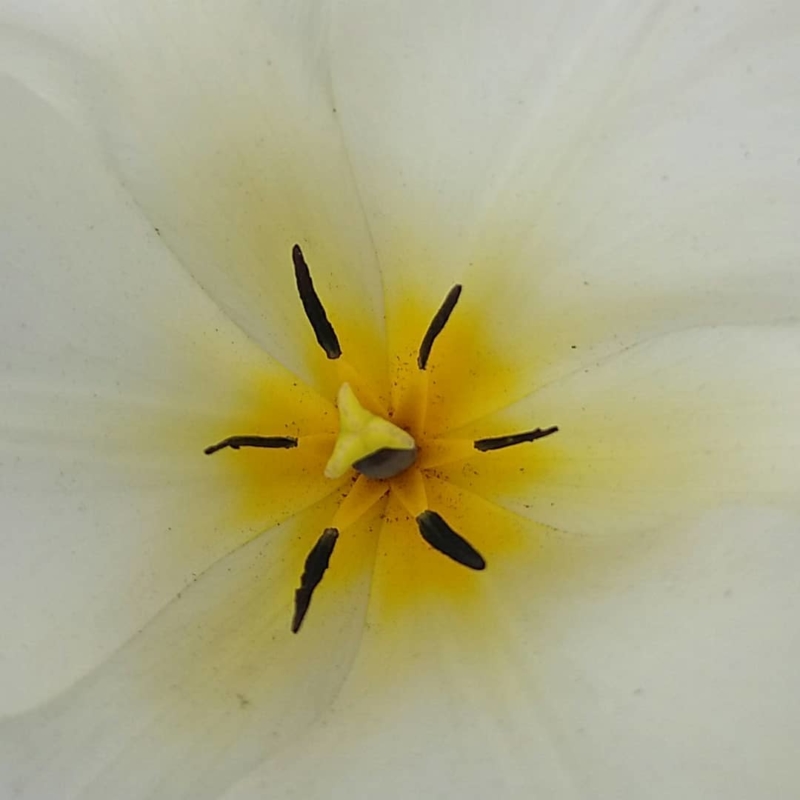 Tulipe dans le Jardin des Cinq Sens - Yvoire