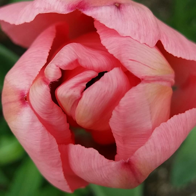 Tulipe dans le Jardin des Cinq Sens - Yvoire