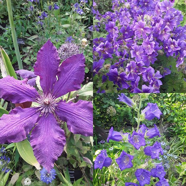 Camaïeu de violets dans le Jardin des Cinq Sens - Yvoire