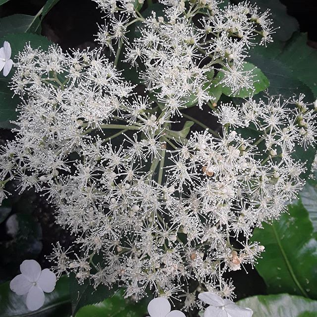 Feu d'artifice fleuri dans le Jardin des Cinq Sens - Yvoire