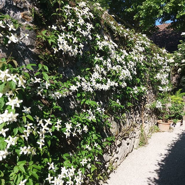 Fleurs odeur chocolat chaud dans le Jardin des Cinq Sens - Yvoire