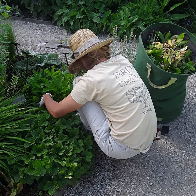 Séance jardinage dans le Jardin des Cinq Sens - Yvoire