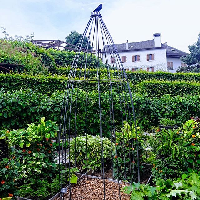 Merle sur la nouvelle structure du Jardin du Goût - Jardin des Cinq Sens - Yvoire