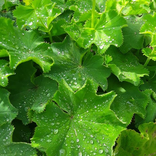 Alchémille après la pluie dans le Jardin des Cinq Sens - Yvoire