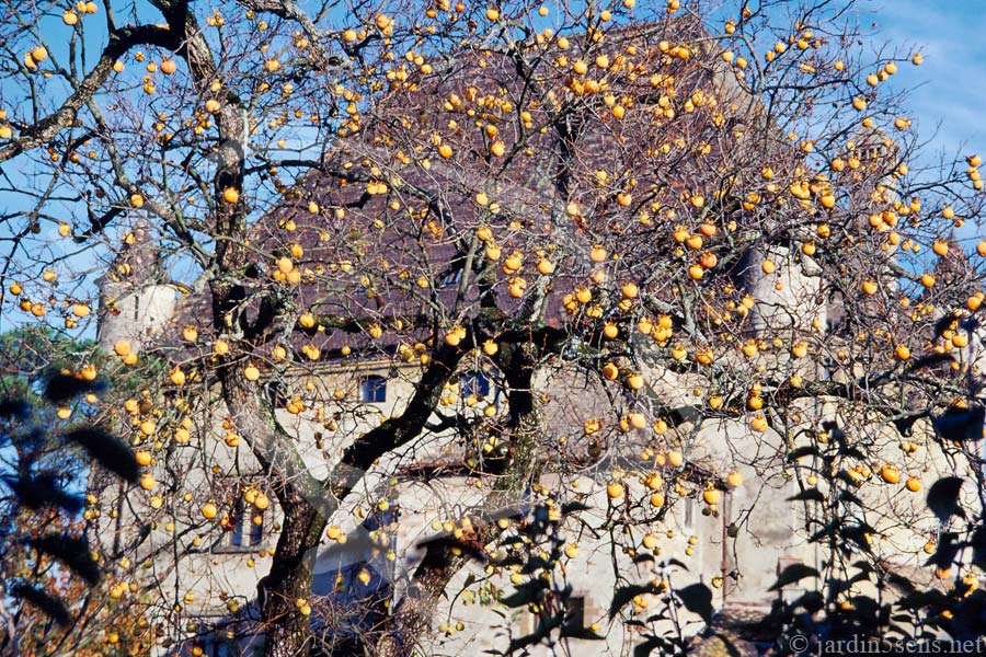 Plaqueminier en automne devant le château d'Yvoire. | Le Labyrinthe, Jardin des Cinq Sens. Haute-Savoie (74). France.