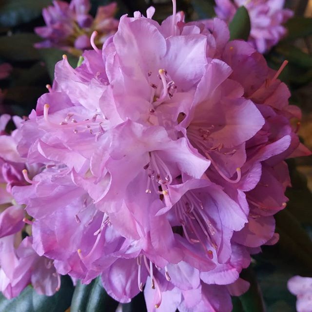 Rhododendron dans le Jardin des Cinq Sens - Yvoire
