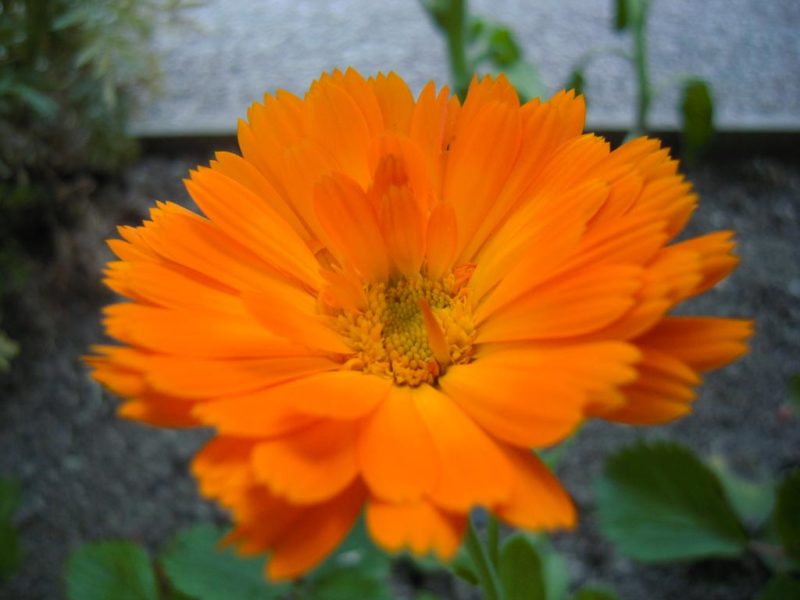 Fleur de calendula dans le Jardin des Cinq Sens d'Yvoire