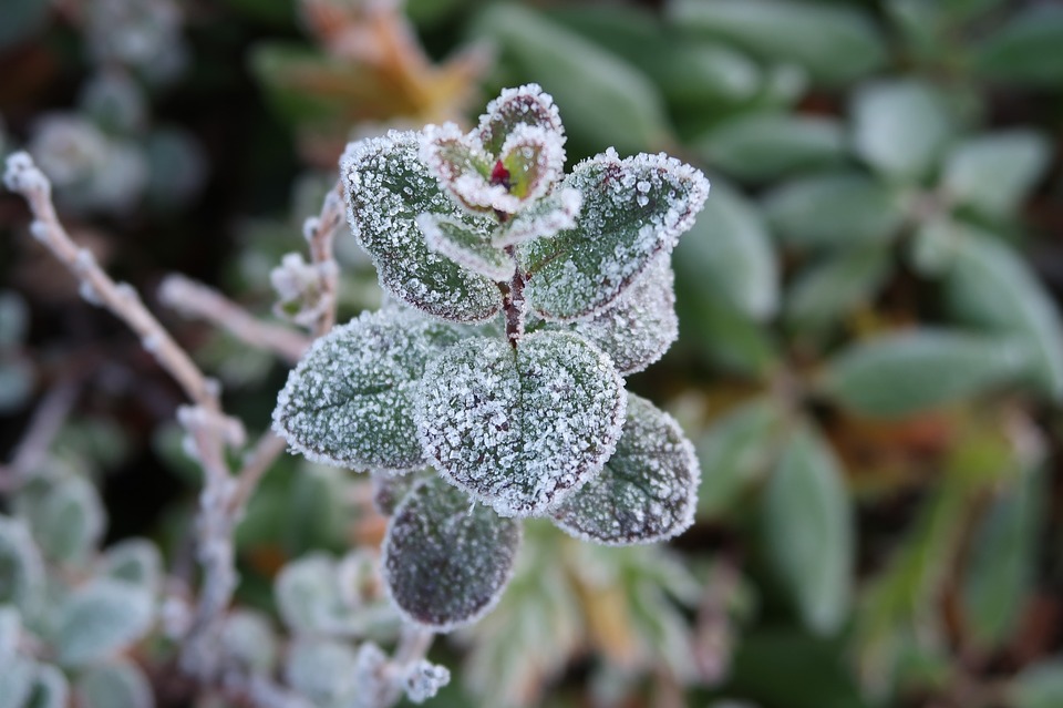 Suivez les conseils de Matthieu du Jardin des Cinq Sens pour pouvoir préparer au mieux la période des Saints de Glace et en comprendre les risques.