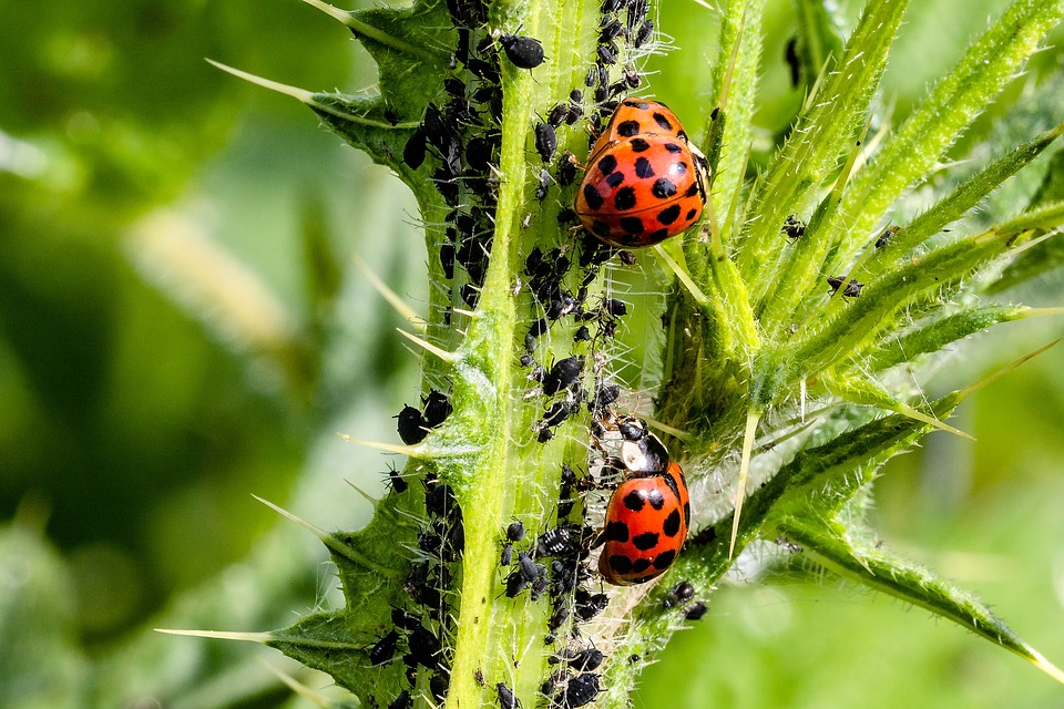 Yvoire Jardin Des Cinq Sens La Saison Des Pucerons Recettes Naturelles Conseil De Notre Chef Jardinier Anti Pucerons