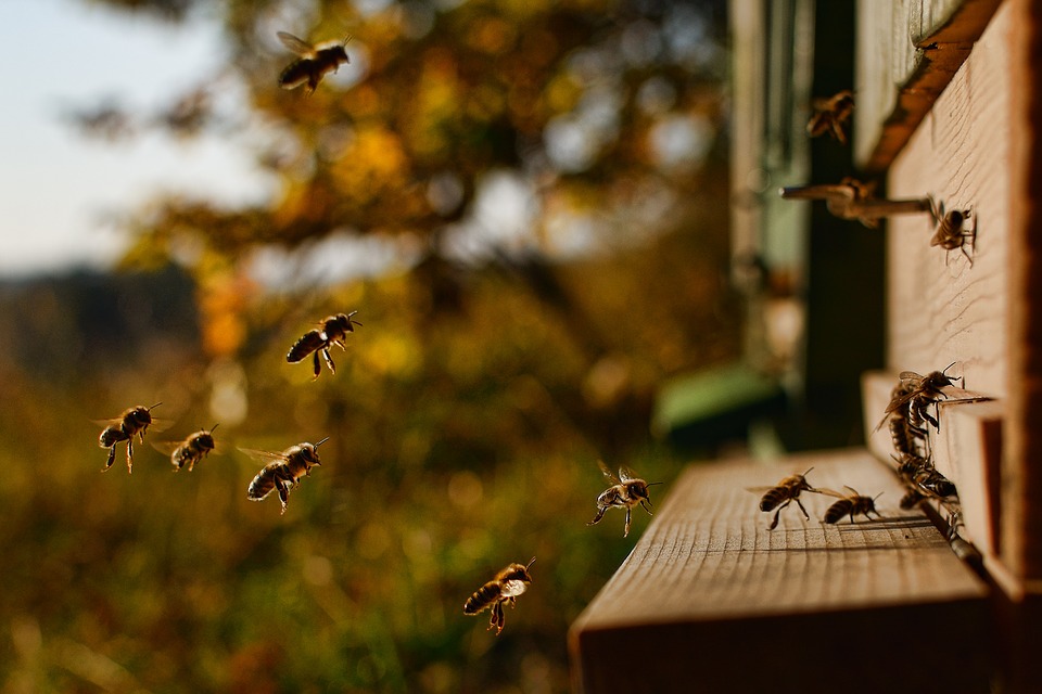 Yvoire Jardin Des Cinq Sens Recolte Du Miel Du Jardin Etapes Fleurs Hausses Cire Vareuse Abeilles